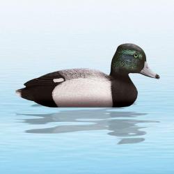 APPELANT CANARD MORILLON MÂLE SPORT PLAST
