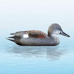 APPELANT CANARD CHIPEAU MÂLE SPORT PLAST