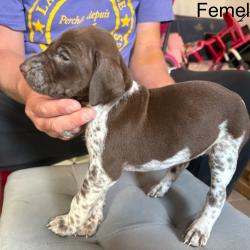 Chiots braque allemands