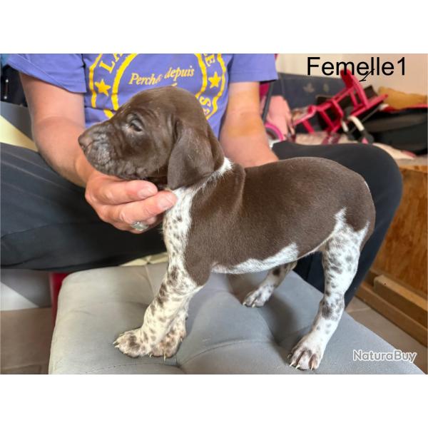 Chiots braque allemands