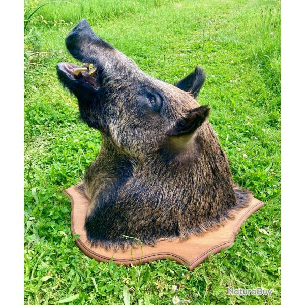 Trophe Tte se sanglier sur plaque (80x60x70cm en saillie)