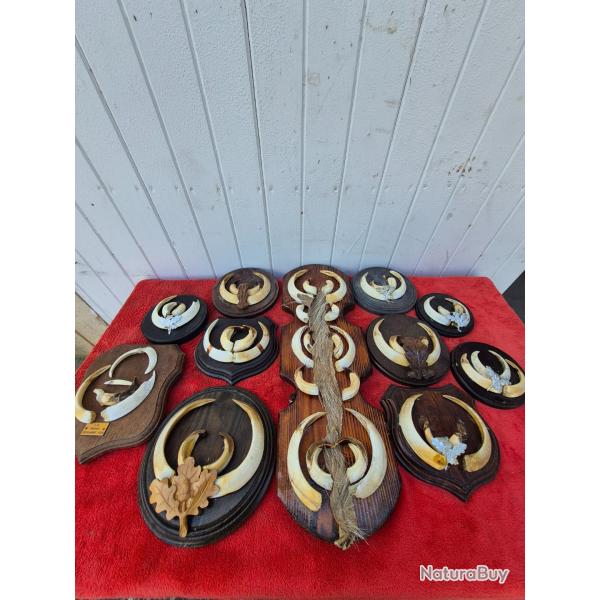 Trs belle collection de trophes de sangliers  - dfenses  - grs  -