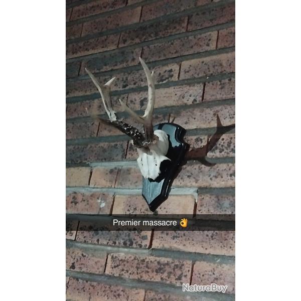 Taxidermie