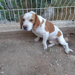 beagle lemon extra chasse lapins.