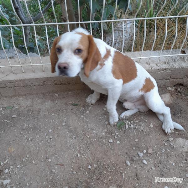 beagle lemon extra chasse lapins.
