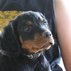 vends chiots setter Gordon