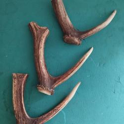 3 MORCEAUX BOIS MUES CERF AVEC MEULES ANDOUILLERS MASSACRES POUR FOUET COUTELLERIE USAGE DIVERS