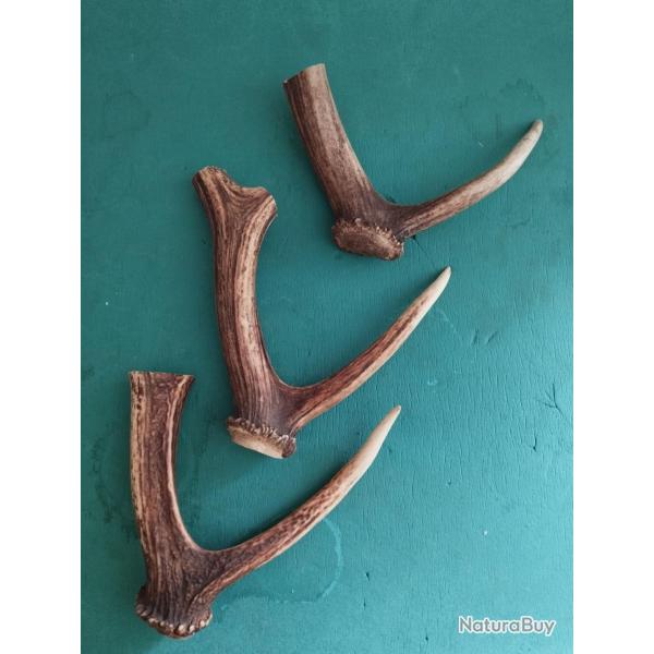 3 MORCEAUX BOIS MUES CERF AVEC MEULES ANDOUILLERS MASSACRES POUR FOUET COUTELLERIE USAGE DIVERS