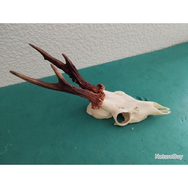 BEAU TROPHEE CHEVREUIL BROCARD 4 CORS BOIS 19CM