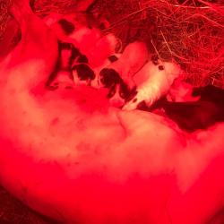 Chiots ariégeois LOF