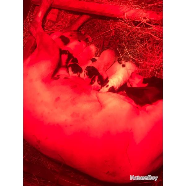 Chiots arigeois LOF