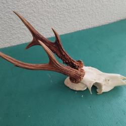 BEAU TROPHEE CHEVREUIL BROCARD 6 CORS BOIS 20CM