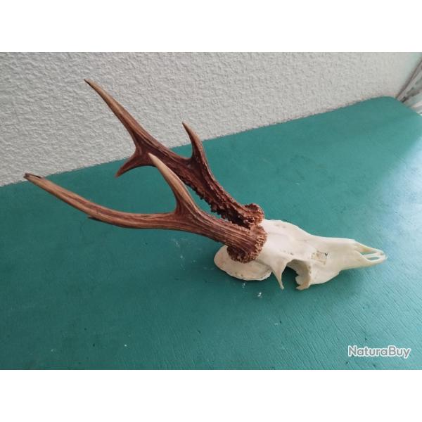 BEAU TROPHEE CHEVREUIL BROCARD 6 CORS BOIS 20CM