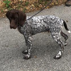 Vend chiot mâle braque allemand