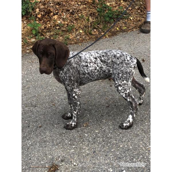 Vend chiot mle braque allemand