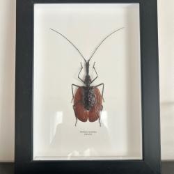 Taxidermie insecte