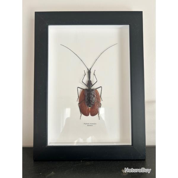 Taxidermie insecte