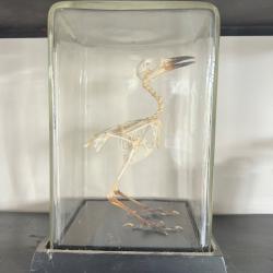 Taxidermie oiseau de java