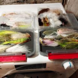 Steamers carnassier