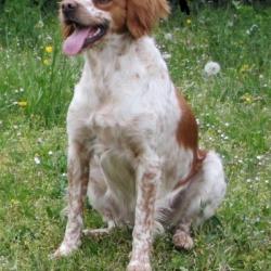 chiots épagneul breton LOF