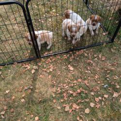 chiots épagneul breton LOF