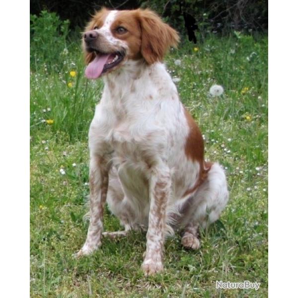 chiots pagneul breton LOF