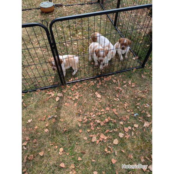 chiots pagneul breton LOF