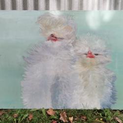 Grand Tableau 92 x 65 cm / huile sur toile representant 2 oisillons