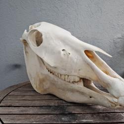 Crâne de cheval #1707(1)