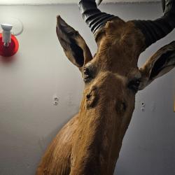 Bubal major, Animale Afrique
