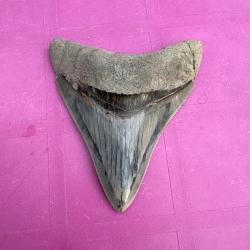 Magnifique dent de Megalodon 9,3 cmfossile