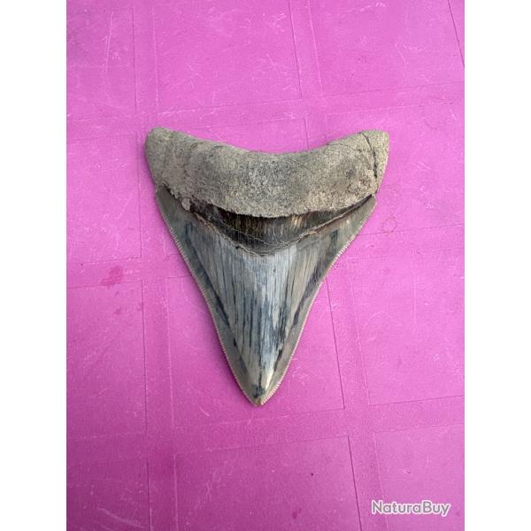 Magnifique dent de Megalodon 9,3 cmfossile