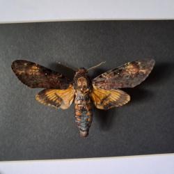 Papillon Sphinx tête de mort en cadre ; Acherontia atropos #8