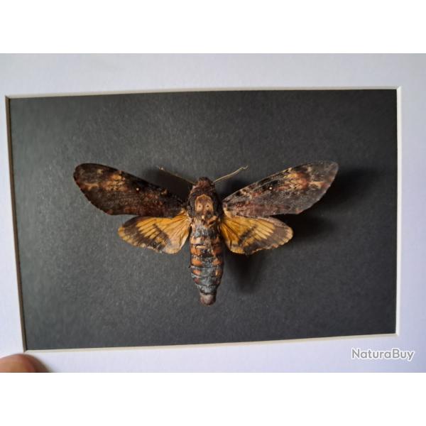 Papillon Sphinx tte de mort en cadre ; Acherontia atropos #8