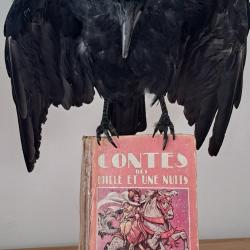 Corbeau sur livre