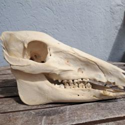 Crâne de marcassin; Sus scrofa