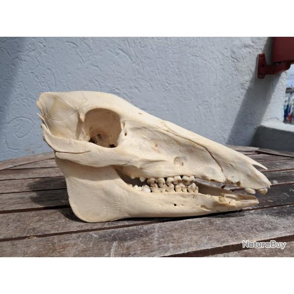Crne de marcassin; Sus scrofa