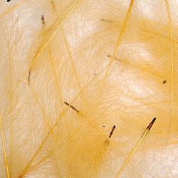 Cul de canard PETITJEAN 1gr n°4 creme