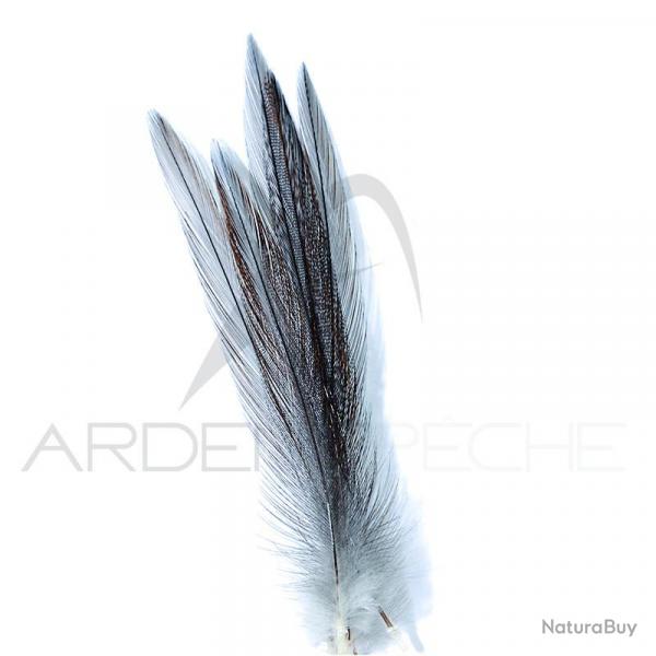 Coq de pche corrzien plume de cou Gris cendr fum H12-14
