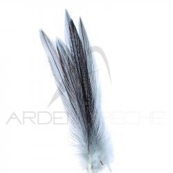Coq de pêche corrézien plume de cou gris cendré fumé H18-16