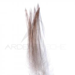 Coq de pêche corrézien plume de cou gris cendré H12-14