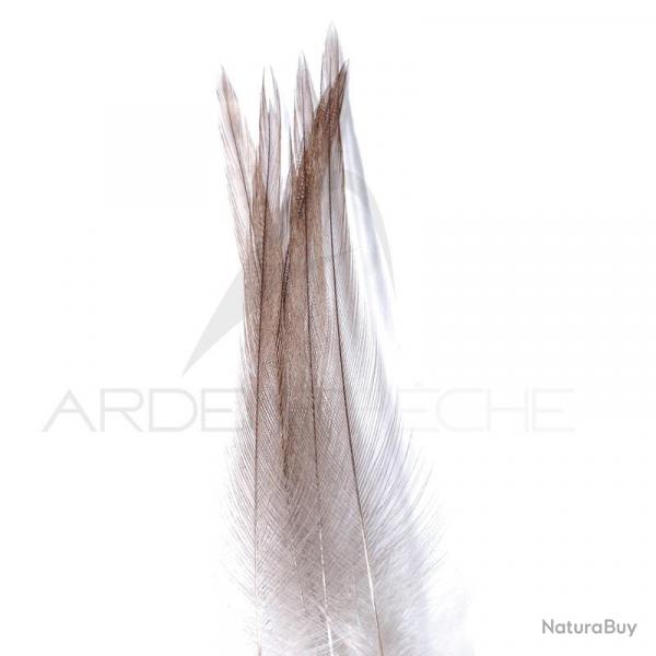 Coq de pche corrzien plume de cou gris cendr H18-16