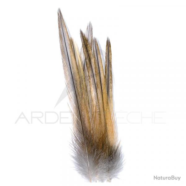 Coq de pche corrzien plume de cou gris cendr rouill H12-14