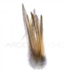 Coq de pêche corrézien plume de cou gris cendré rouillé H18-16
