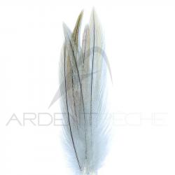 Coq de pêche corrézien plume de cou gris clair H12-14