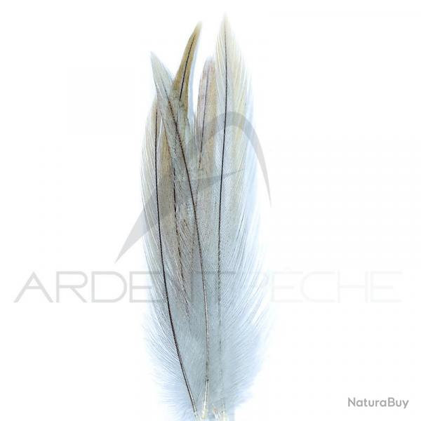 Coq de pche corrzien plume de cou gris clair H18-16