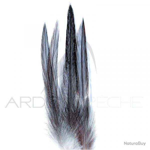 Coq de pche corrzien plume de cou gris fum H18-16
