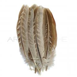 Faisan commun plume d´ailes