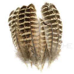 Faisane plumes dailes