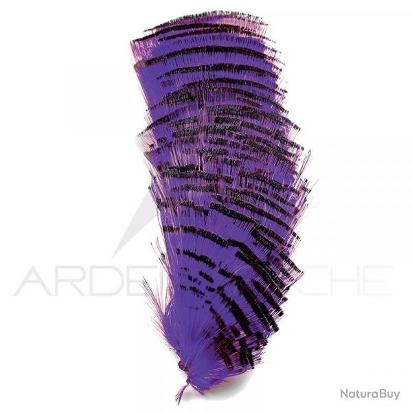 Faisan dor demi collerette teintes violet